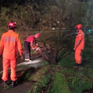 Bombeiros retiram rvore que caiu sobre carro na Capital